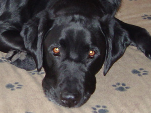 Black lab