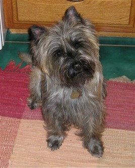 Cairn Terrier Cut