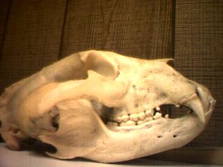 Black bear skull