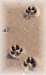 Pawprints in the sand