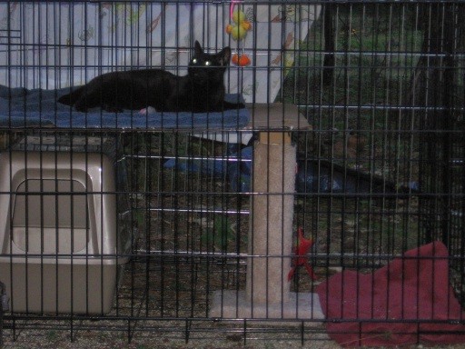 A view of Kona's camping cage