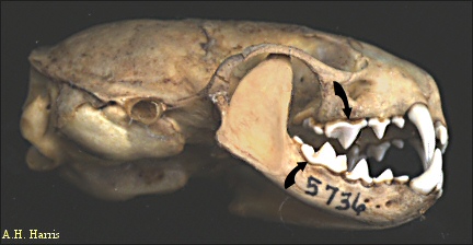 Carnassial teeth