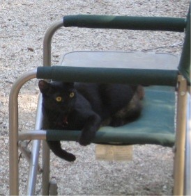 Cat sitting on a chair