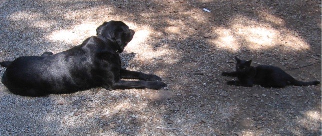 Dog and cat facing each other