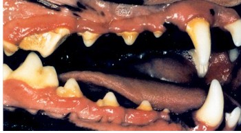 Tartar-encrusted dog teeth