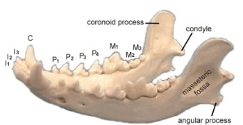 Lower jaw of dog