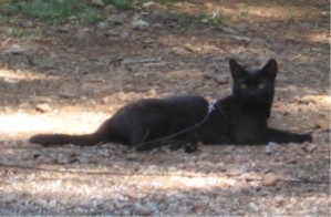 Cat lounging in the dirt