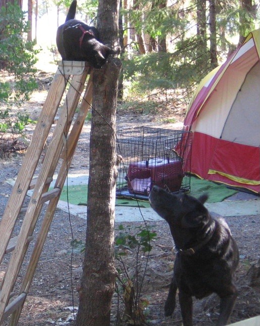 Cat sitting on ladder looking at dog