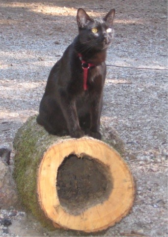 Kona sunning herself on a log