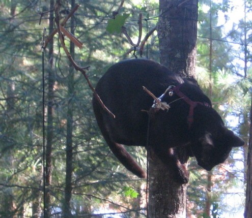 Kona in a tree on her zipline